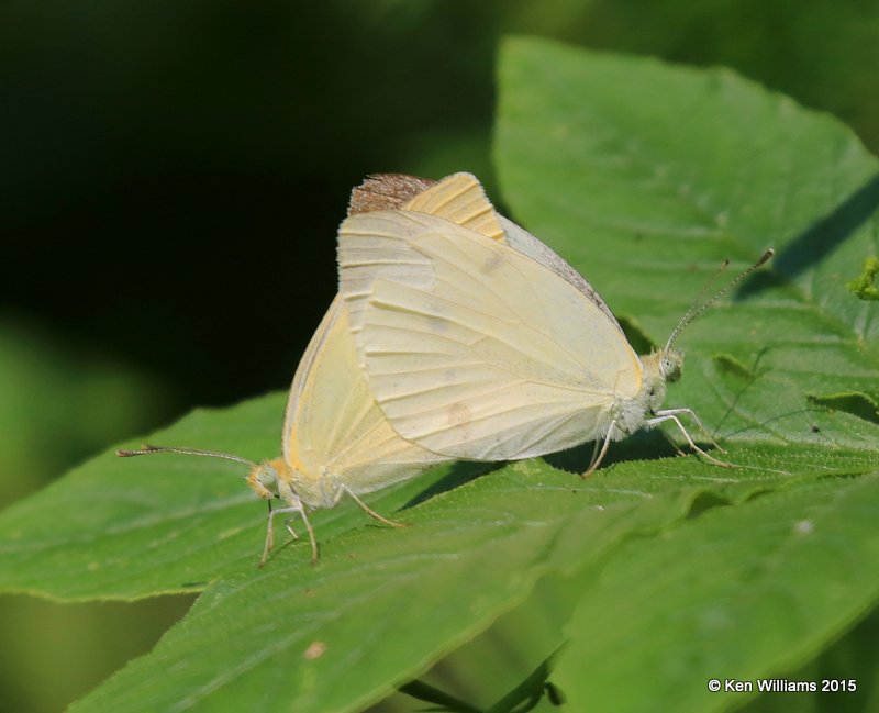 Cabbage White pair, Rogers Co yard, OK, 8-30-15, Jp_32946.JPG