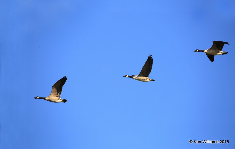 Canada Geese - Common, Sooner Lake, OK, 9-28-15, Jpa_35502.JPG