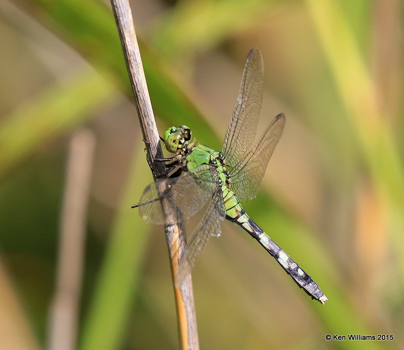 Eastern Pondhawk female, Kay Co, OK, 9-28-15, Jp_35865.JPG