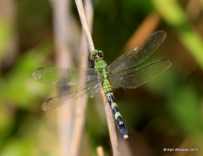 Eastern Pondhawk female, Kay Co, OK, 9-28-15, Jp_35868.JPG