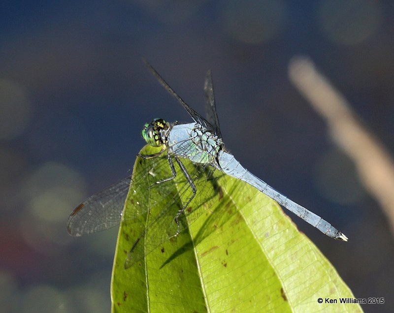 Eastern Pondhawk male, Nowata Co, OK, 7-24-15, Jp_32453.JPG