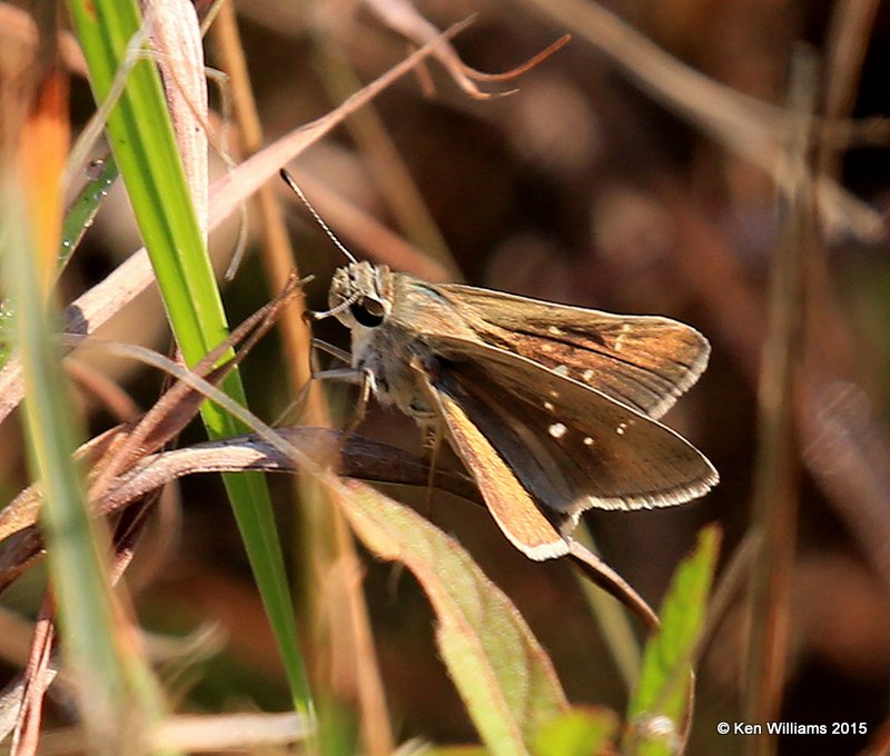 Eufala Skipper, Sooner Lake, OK, 9-28-15, Jp_35620.JPG