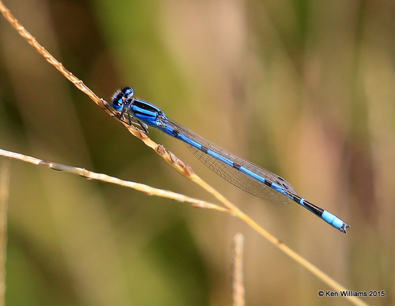 Familliar Bluet male, Kay County, OK, 9-28-15, Jp_35805.JPG