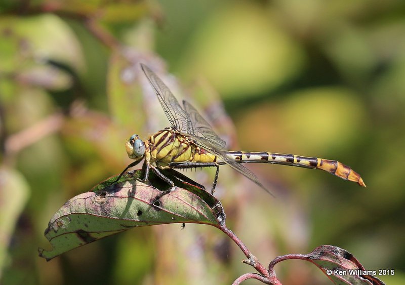 Flag-tailed Spinylegs, Kay Co, OK, 9-28-15, Jp_35860.JPG