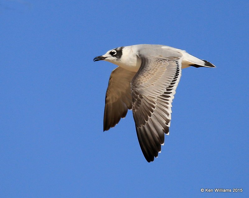 Franklin's Gull first-cycle, Wagoner Co, OK, 10-8-15, Jp_36875.JPG