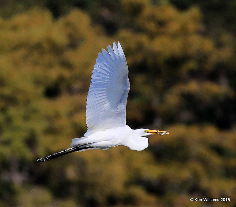 Great Egret, Cherokee Co, OK, 10-8-15, Jp_37125.JPG