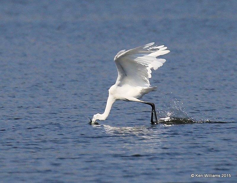 Great Egret, Cherokee Co, OK, 10-8-15, Jp_37245.JPG