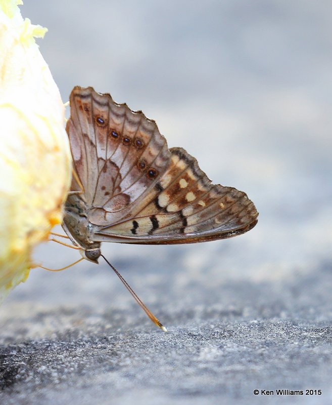 Hackberry Emperor, Rogers Co yard, OK, 8-11-15, Jps_32762.JPG