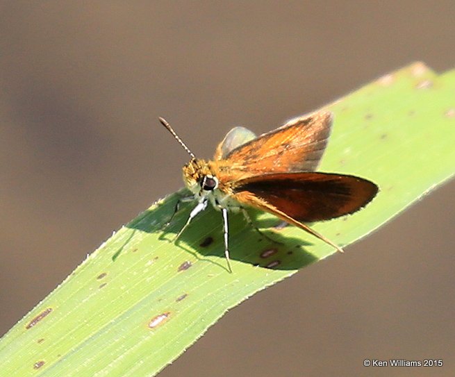Least Skipper, Kay County, OK, 9-28-15, Jp_35768.JPG