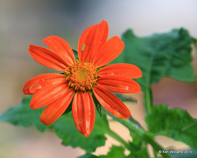 Mexican Sunflower, Rogers Co yard, OK, 7-3-15, Jp_32112.JPG