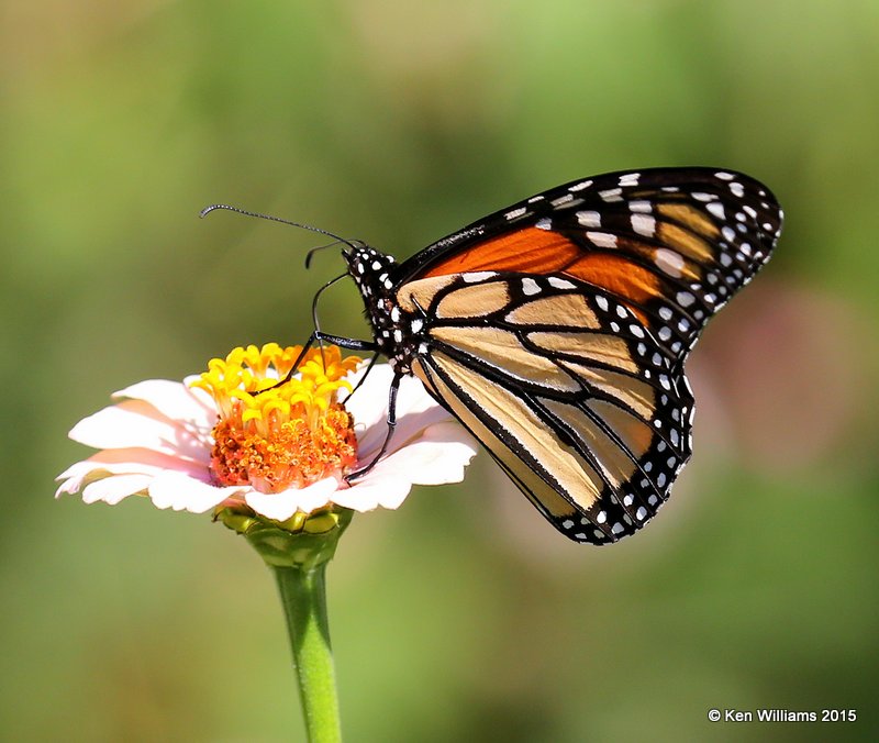 Monarch, Rogers Co yard, OK, 8-11-15, Jps_32829.JPG