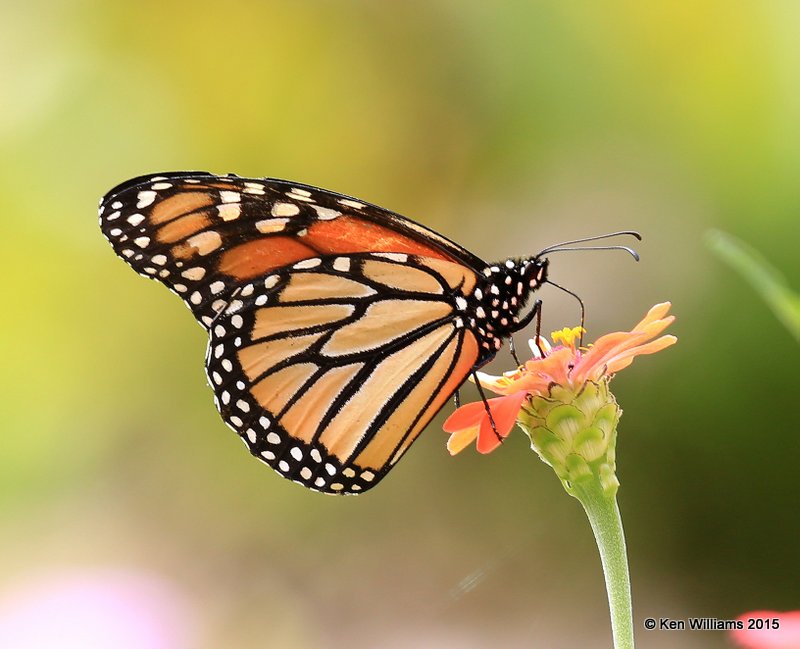 Monarch, Rogers Co yard, OK, 9-12-15, Jp_34082.JPG