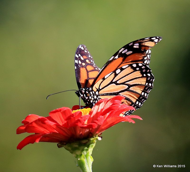 Monarch, Rogers Co yard, OK, 9-27-15, Jp_35237.JPG