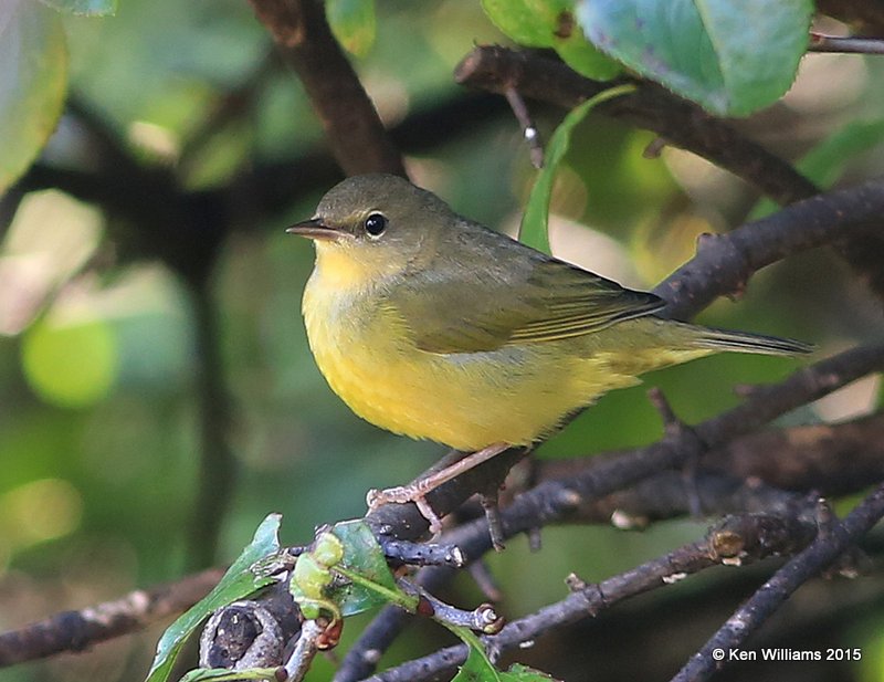 Mourning Warbler juvenile, Rogers Co yard, OK, 9-9-15, Jp_33620.JPG