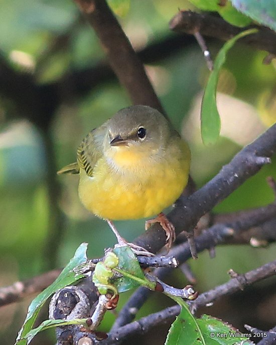 Mourning Warbler juvenile, Rogers Co yard, OK, 9-9-15, Jp_33633.JPG