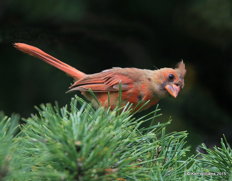 Northern Cardinal - juvenile, Rogers Co yard, OK, 8-29-15, Jpa_32854.JPG