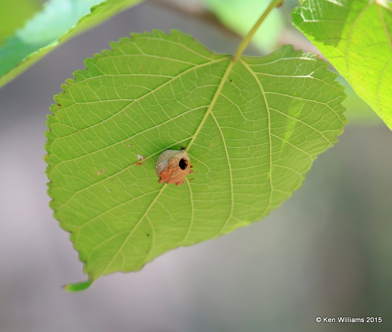 Potter Wasp nest on bottom of Red Mulberry leaf, Tulsa Co, OK 9-22-15, Jp_34837.JPG