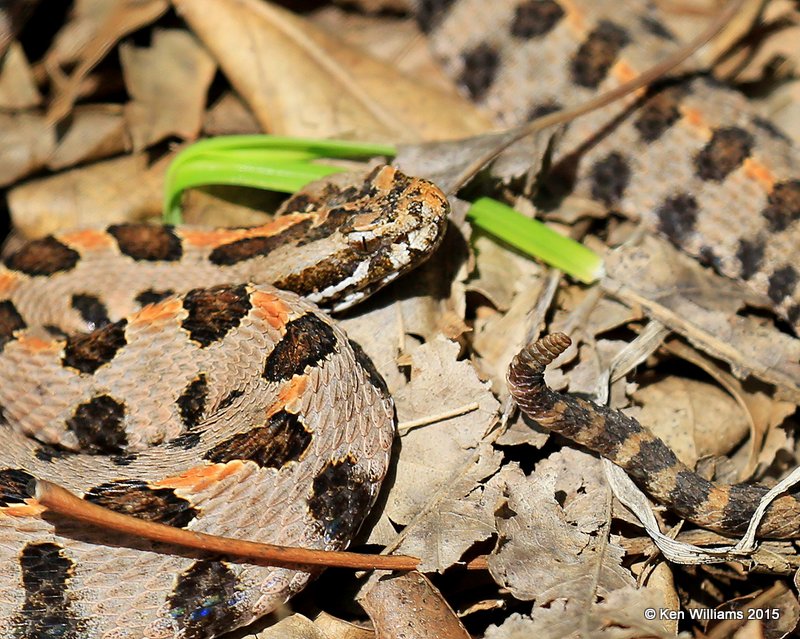 Pygmy Rattlesnake head and rattlers, Tulsa Co, OK, 9-19-15, Jp_34794.JPG