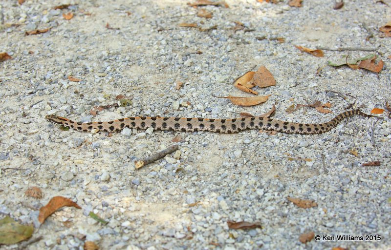 Pygmy Rattlesnake, Tulsa Co, OK, 9-19-15, Jp_34761.JPG