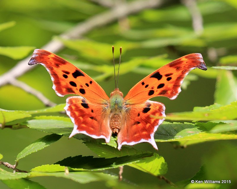 Question Mark, Tulsa Co, OK, 9-14-15, Jp_34528.JPG