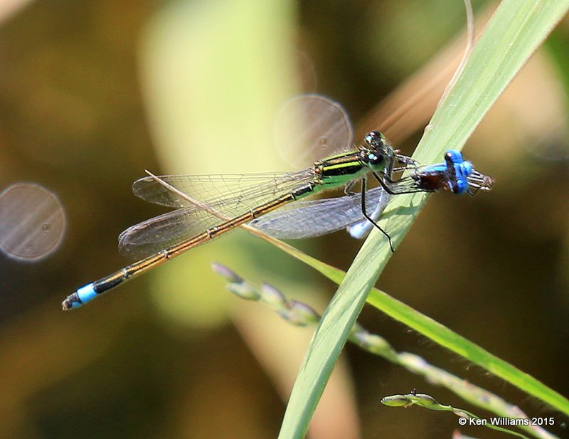 Rambur's Forktail eating Familliar Bluet, Kay Co, OK, 9-28-15, Jp_35956.JPG