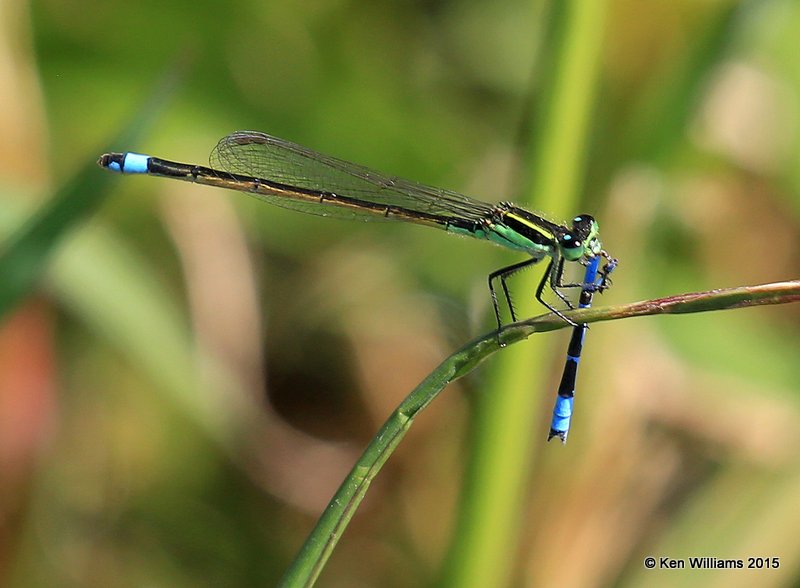 Rambur's Forktail eating Familliar Bluet, Kay Co, OK, 9-28-15, Jp_35985.JPG