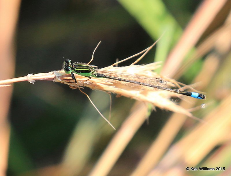 Rambur's Forktail, Sooner Lake, OK, 9-28-15, Jp_35516.JPG
