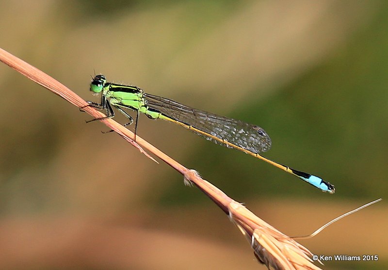Rambur's Forktail, Sooner Lake, OK, 9-28-15, Jp_35539.JPG