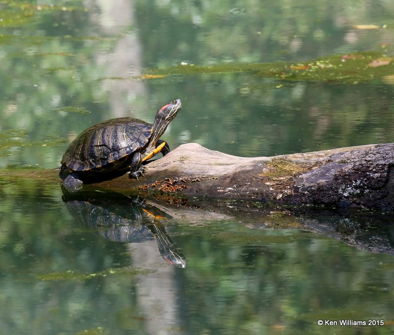 Red-eared Slider, Delaware Co, OK, 8-6-15, Jp_32581.JPG