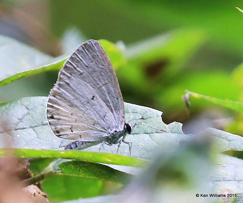 Summer Azure, Tulsa Co, OK, 9-14-15, Jp_34597.JPG