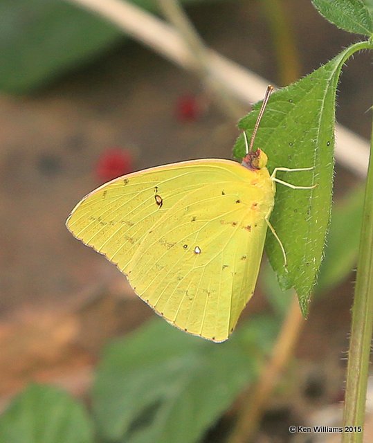 Cloudless Sulphur, Rogers Co yard, OK, 10-22-15, Jp_38147.JPG