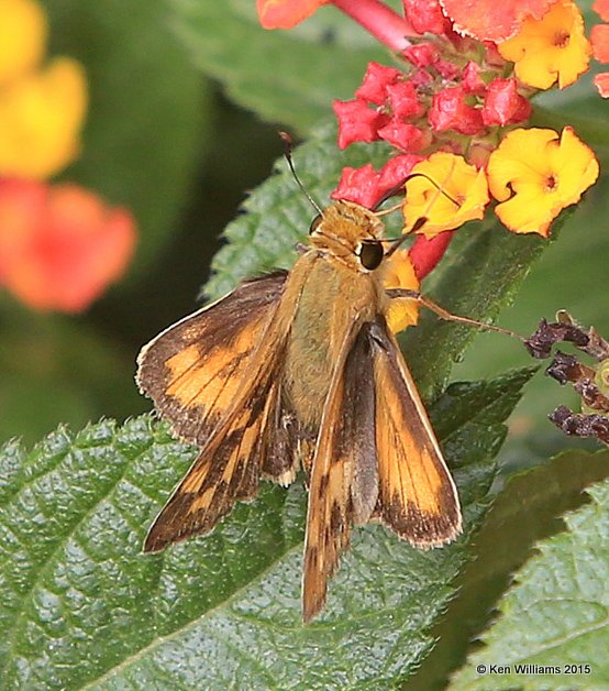 Firey Skipper female, Rogers Co yard, OK, 10-22-15, Jp_38166.JPG