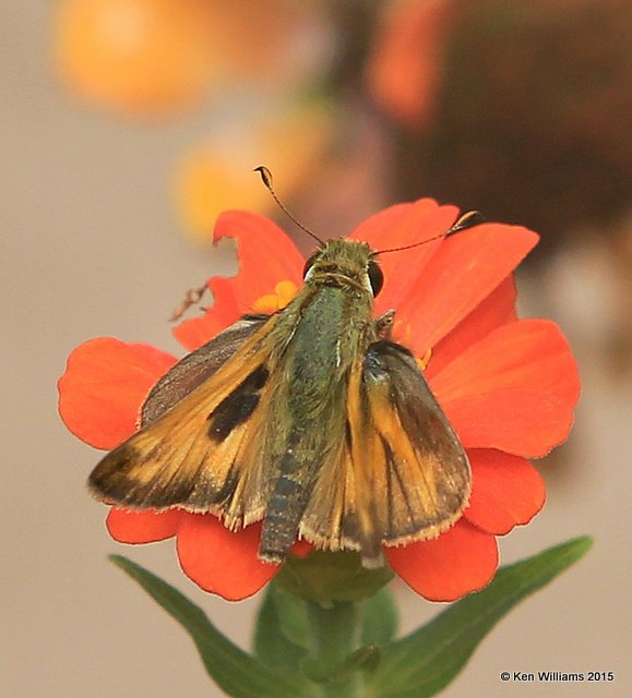 Sachem male, Rogers Co yard, OK, 10-22-15, Jp_38162.JPG