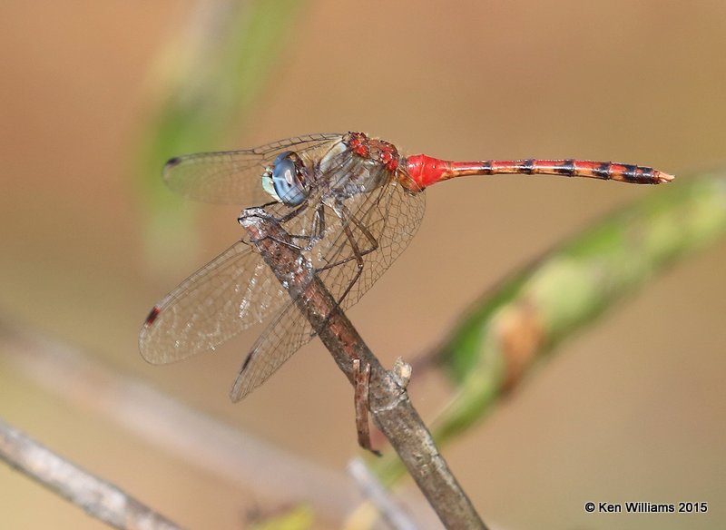 Blue-faced Meadowhawk male, Tulsa Co, OK, 10-20-2015 Jp_37736.JPG