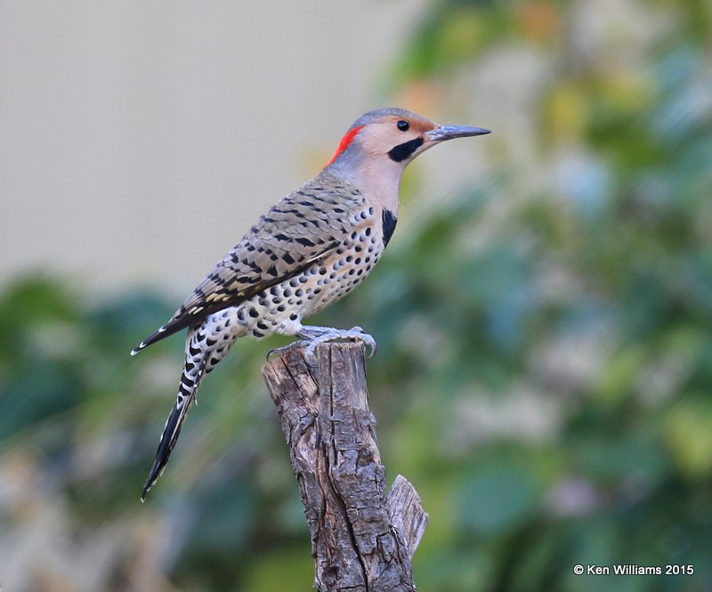 Northern Flicker yellow shafted male, Rogers Co yard, OK, 10-13-15, Jp_37269.JPG