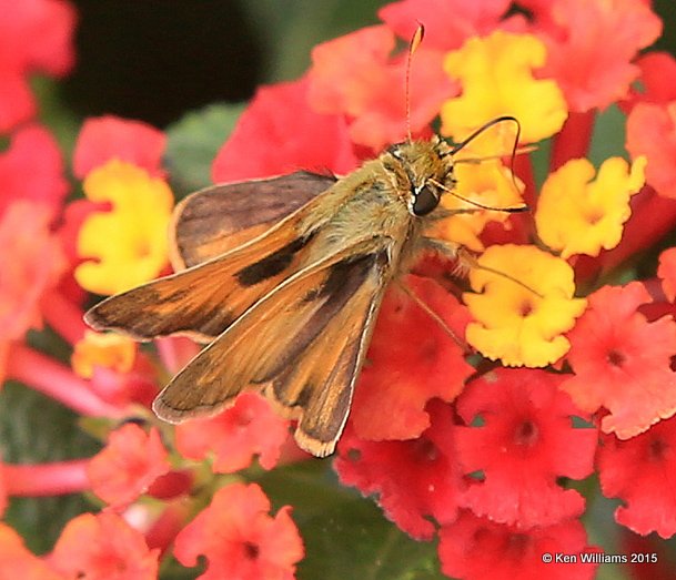 Sachem male, Rogers Co yard, OK, 10-22-15, Jp_38171.JPG