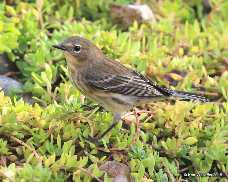 Yellow-rumped Warbler - Myrtle, Rogers Co yard, OK, 10-21-15, Jp_37933.JPG