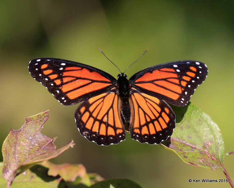 Viceroy, Kay Co, OK, 9-28-15, Jp8_35822.JPG