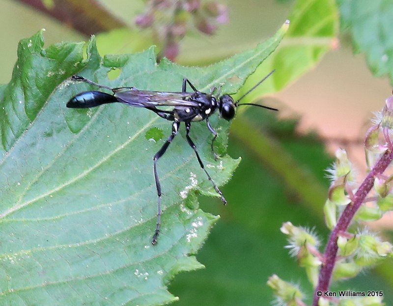 Wasp, Zethus spinipes, Tulsa Co, OK, 9-14-15, Jp_34569.JPG