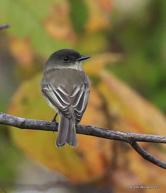 Eastern Phoebe, Sequoyah Co, OK, 11-2-15, Jp_38215.JPG