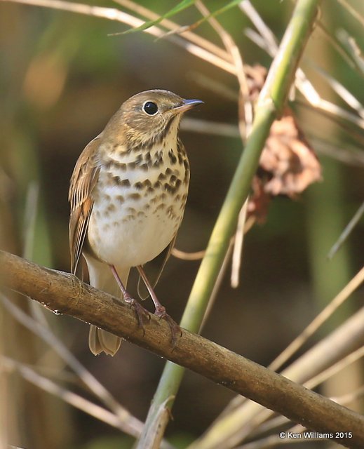 Hermit Thrush, Sequoyah Co, OK, 11-2-15, Jp_38598.JPG