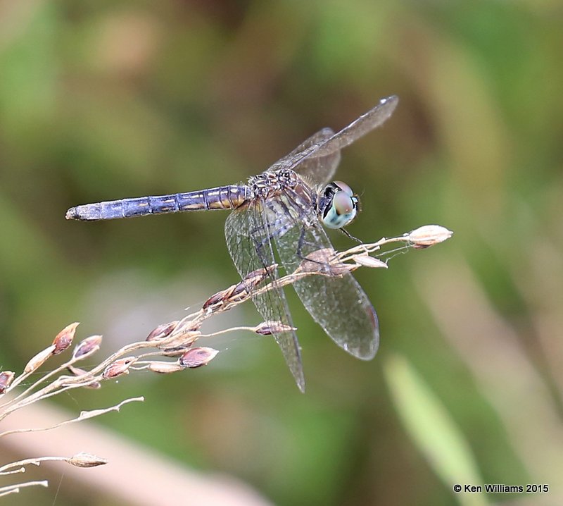 Blue Dasher male, Sequoyah Co, OK, 11-2-15, Jp_38275.JPG