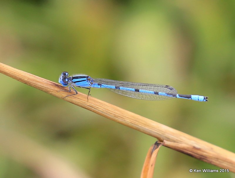 Famliar Bluet, Sequoyah Co, OK, 11-2-15, Jp_38404.JPG