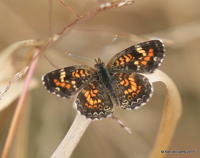 Phaon Crescent, Sequoyah Co, OK, 11-2-15, Jp_38261.JPG
