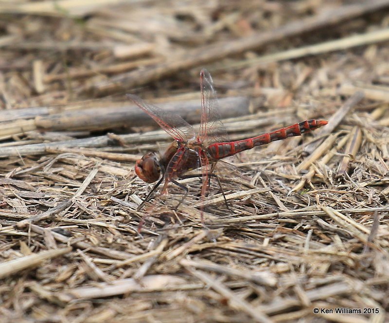 Variegated Meadowhawk male, Sequoyah Co, OK, 11-2-15, Jp_38298.JPG