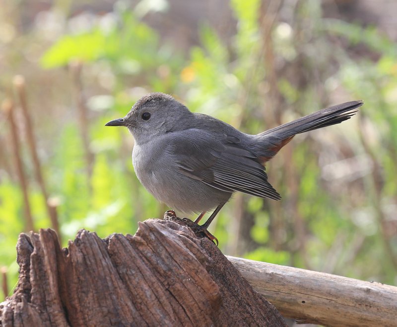 Gray Catbird, Rogers Co yard, OK, 11-8-15, Jp_38690.JPG