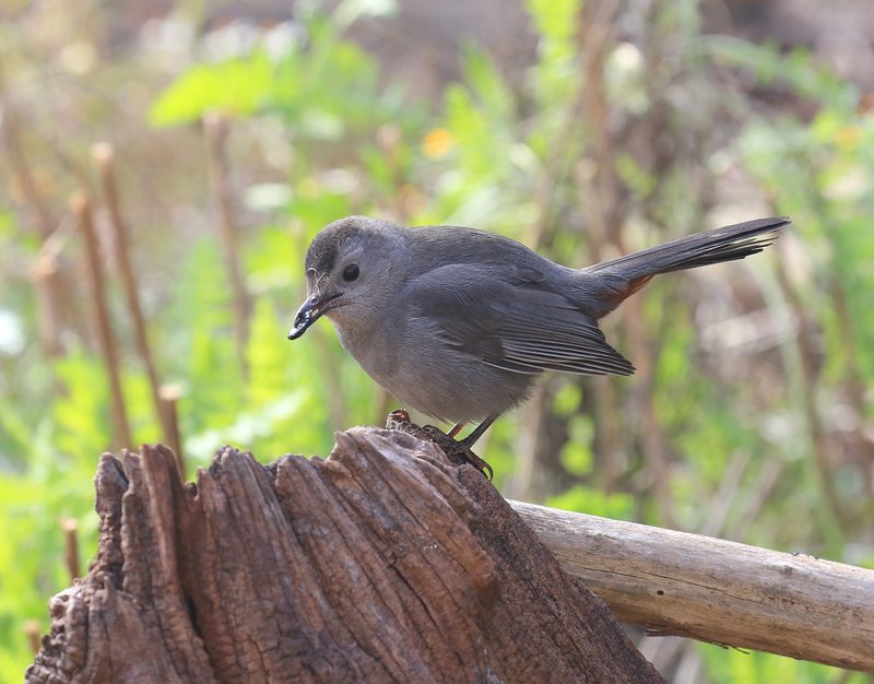 Gray Catbird, Rogers Co yard, OK, 11-8-15, Jp_38699.JPG