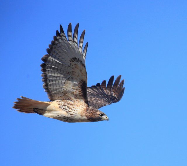 Red-tailed Hawk - Eastern, Tulsa Co, OK, 11-13-15, Jp_38997.JPG