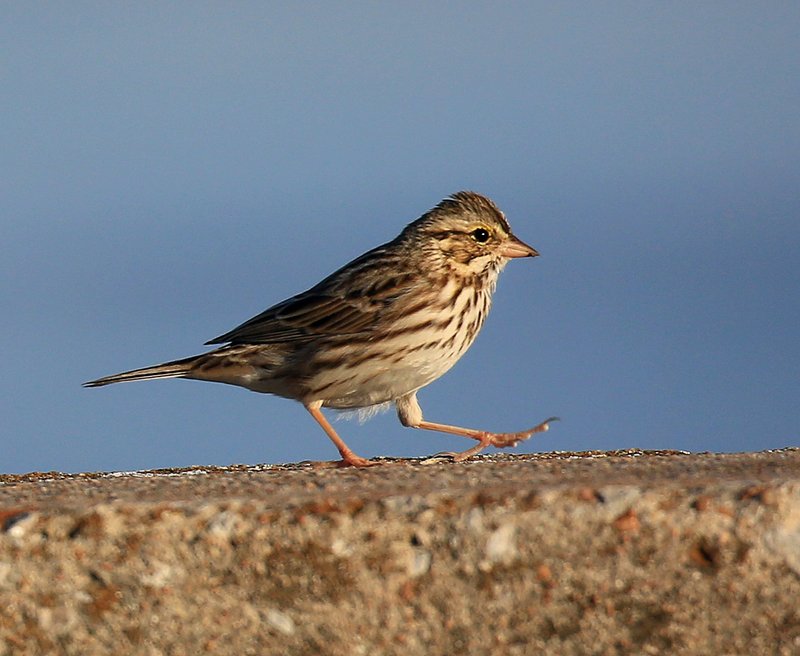 Savannah Sparrow, Tulsa Co, OK, 11-13-15, Jp_38865.JPG