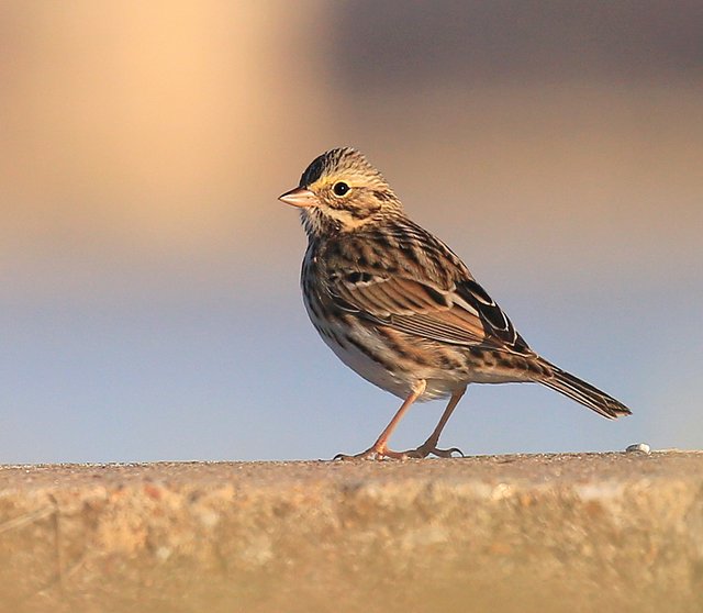 Savannah Sparrow, Tulsa Co, OK, 11-13-15, Jp_38882.JPG